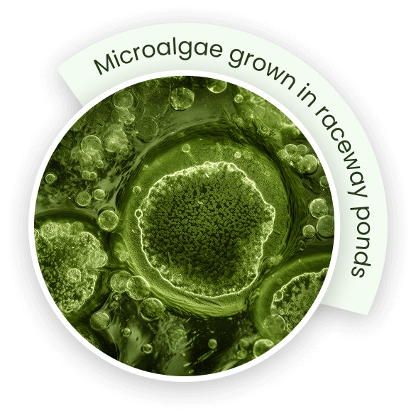 Microalgae grown in raceway ponds